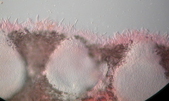Hypomyces lateritius image