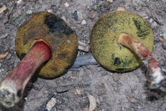 Boletus chrysenteron image