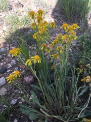 Packera tridenticulata