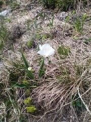 Ranunculus kuepferi