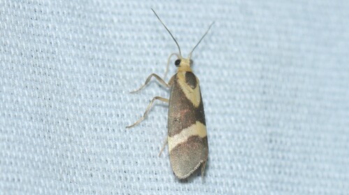 Tamaulipan Lichen Moth photo 4
