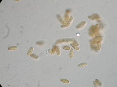 Boletus chrysenteron image