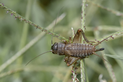 Miogryllus