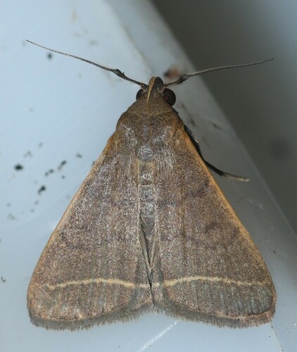 Tiki hut litter moth photo 5