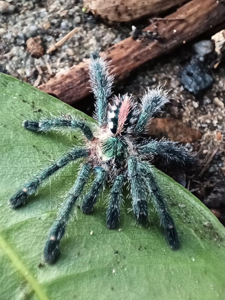 Amazon Sapphire Pinktoe Tarantula