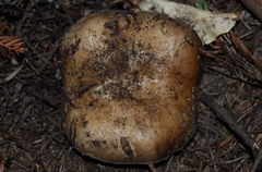 Russula densifolia image