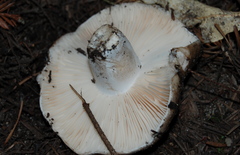 Russula densifolia image