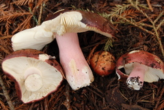 Russula xerampelina image