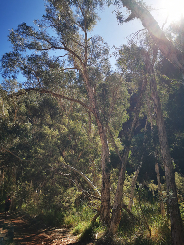Melaleuca argentea observed 2024-07-23