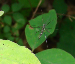 Gnophomyia tristissima