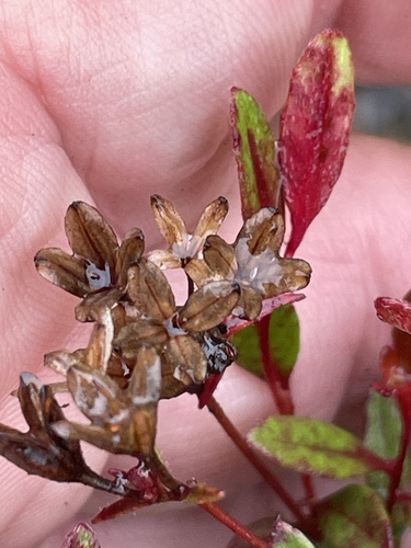 Image of Oenothera fruticosa by no rights reserved
