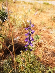 Delphinium peregrinum