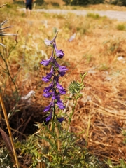 Delphinium peregrinum