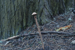 Battarrea phalloides image