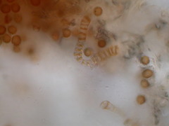 Battarrea phalloides image