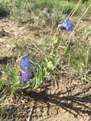 Penstemon angustifolius
