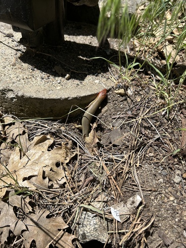 iNaturalist observation photo of Greater Brown Skink
