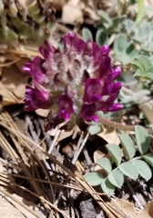 Astragalus troglodytus