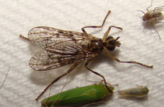 Boreothrinax maculipennis