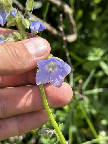 Image of Tall Jacob's-Ladder (Polemonium acutiflorum) by no rights reserved