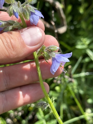 Image of Tall Jacob's-Ladder (Polemonium acutiflorum) by no rights reserved