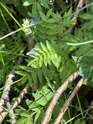 Image of Tall Jacob's-Ladder (Polemonium acutiflorum) by no rights reserved