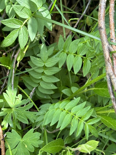 Image of Polemonium acutiflorum by no rights reserved