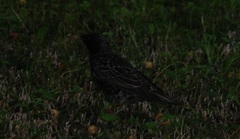 Sturnus vulgaris