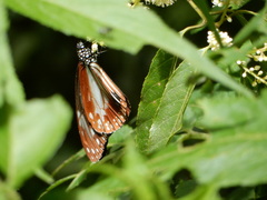 Parantica