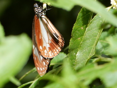 Parantica