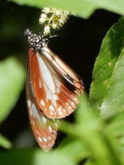 Parantica