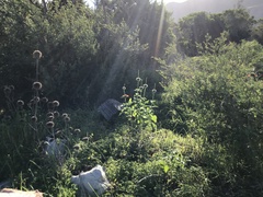 Leonotis nepetifolia nepetifolia