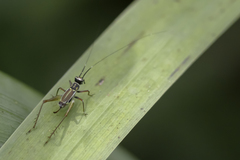 Phylloscyrtus amoenus