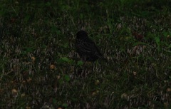 Sturnus vulgaris