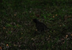 Sturnus vulgaris