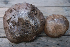 Cortinarius glaucopus image