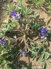 Lupinus pusillus