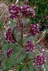 Asclepias cordifolia