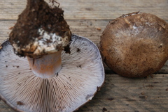 Cortinarius glaucopus image