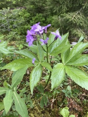 Cardamine pentaphyllos