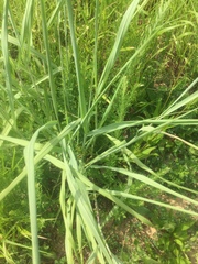 Tripsacum dactyloides