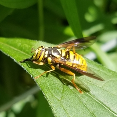 Spilomyia alcimus
