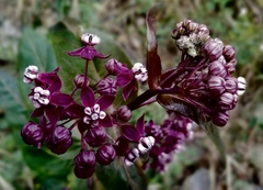Asclepias cordifolia