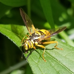 Spilomyia alcimus