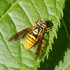 Spilomyia alcimus