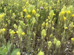 Castilleja lacera