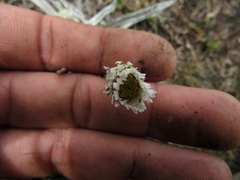 Oritrophium peruvianum