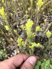 Castilleja lacera