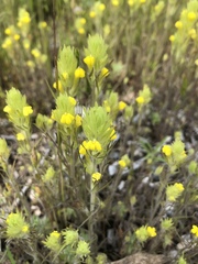 Castilleja lacera