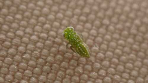 Chlorita paolii